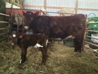 SH Bull Calf 2015.jpg