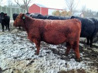 Red Bred Heifer.JPG