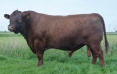 Glenisla_Yeelanna German Shorthorn.jpg