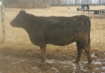 306E Renegade brd heifer a.jpg