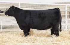 NCC Bred Heifer Consignment.jpg