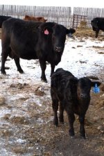 0191 and calf.jpg