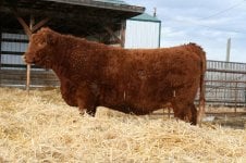 Red Galloway X Red Angus 2 yr old-1jpg.jpg