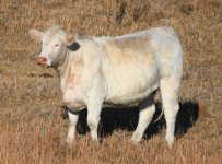 0419  1910  firewater x 650 cow .JPG