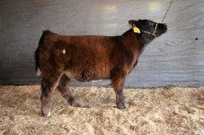 2015 Calves Clipped 031(1).jpg