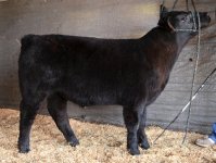 2015 Calves Clipped 019(1).jpg