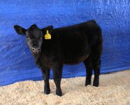 2015 Calves Clipped 097-1(1).jpg