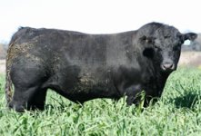 Durham Black Bull.jpg