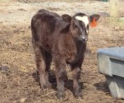 Banshee Heifer 2.jpg