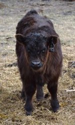 4905 bull calf.jpg