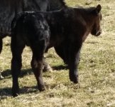 I67 calf cropped.jpg