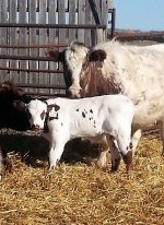 Gus bull calf.jpg