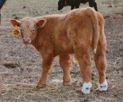 502---MAB  calf .jpg