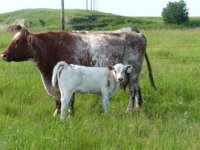 Six S Leah 55L and heifer calf.sm.jpg