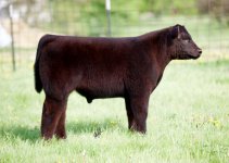 MAB Steer.jpg