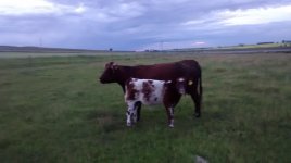 Diamond May 20Y and 13Z bull calf.jpg