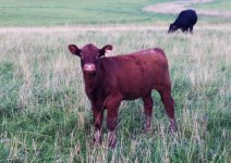 A&T JTM Sentinel Prime heifer calf.jpg