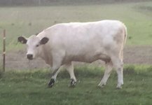 white cow2.jpg