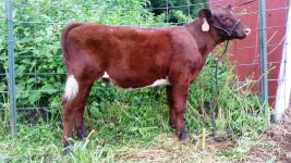 Shorty heifer 2profile.jpg