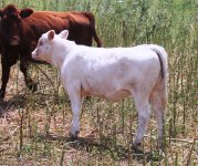 030   LT RIO BRAVO  X  (453) CHAROLAIS donor cow ....JPG