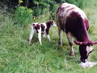 Kingfield Abricot X Purebred Shorthorn.JPG