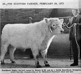 Whitebred Shorthorn Bull - Roachburn Bobby.jpg