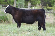 safe bet steer lot 3.jpg