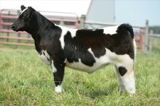 RM x EC Heifer.JPG