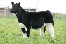 RM x EC Steer.JPG