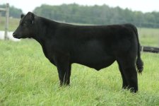 RM x Monopoly Steer.jpg