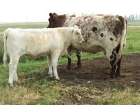 Diamond Minnie Wildflower 11W and Paintearth Boomer 58Y calf.jpg