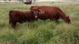 Diamond Tulip Susan 7T and Boomer heifer.jpg