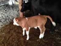 Exodus calf 1.JPG