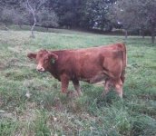 Lotto Feb calf.jpg