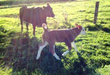 fullblood bull calf @ 12 days.jpg