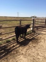 I-80 heifer.jpg