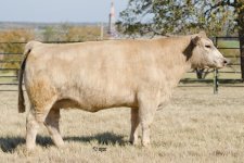 Charolais Donor.JPG