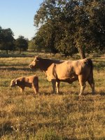 Calf and cow.JPG
