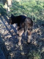 new calf.JPG