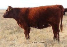 Diamond Weston Maid 44B res.jpg