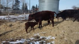 45A and Piper 23Z heifer calf.jpg