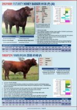 ABS.2015.Shorthorn.Bulls.jpg