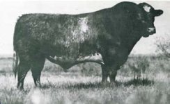 WestonDynamoX-b.jpg