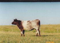 Diamond Dottie 55G yearling pic.jpg