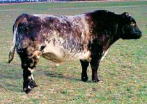 jake s lenox leader 218l sire tps cornet leader 21st.jpg