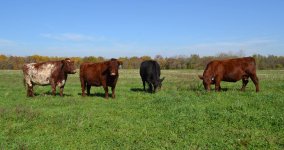 shorthorn cows resized.jpg