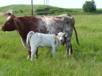 Six S Leah 55L and heifer calf_sm.jpg