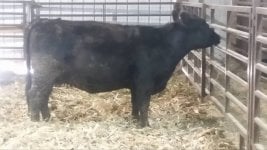 Renegade bred heifer.jpg