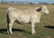 113  1320       BRAVO heifer  453 cow.JPG