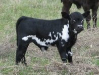 mini longhorn lowline cross bull calf he is for sale(1).jpg
